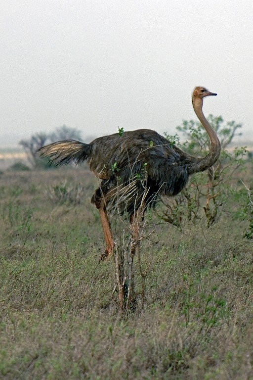 Kenia (424).jpg